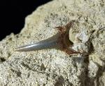 cf. Araloselachus cuspidatus (AGASSIZ 1843) - Bild © FossNet FossilienStore
